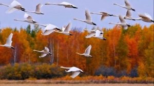 мама ждёт сына домой