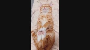 Смешные Коты #42