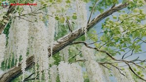 白桦 (Белая берёза)