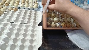 Укладка перепелиных яиц в инкубатор