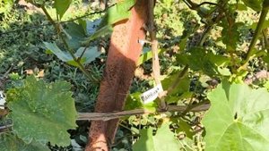 ВИНОГРАД НОВИНКИ - обзор прививок этого года. часть 3.