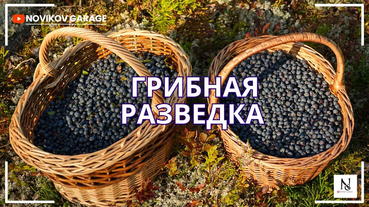 Грибная разведка 09 августа 2025. Приозерский район. смотреть онлайн