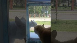 Техника безконтактного боя- как в индийском кино