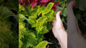 6. Колеус ТМ Кадриль.