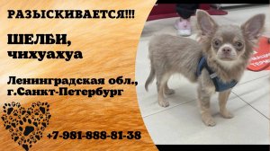 Пропала собака! ШЕЛБИ. Чихуахуа. Ленинградская обл,  г.Санкт-Петербург