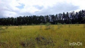 Поход в лес на клюквенное болото, с собиранием брусники,во Владимирской обл.
