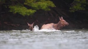 ФИЛЬМ О БЛАГОРОДНОМ ОЛЕНЕ МАРАЛ В БРАЧНЫЙ ПЕРИОД