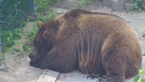 Медведь, Весы, Ягоды