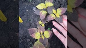 104. Колеус Penchan (Тайланд).