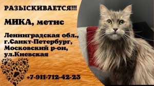 Пропала кошка! МИКИ, метис. Ленинградская обл., г.Санкт-Петербург.