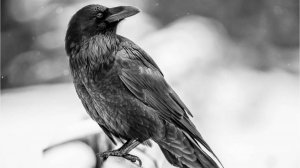 Ворон улетает и превращается в простую птицу  (нейросеть runway 🌃)