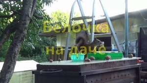 Белочка на даче (4)