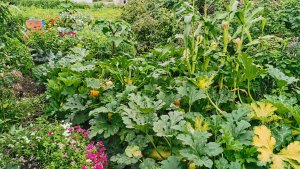 Огород где все растет на 8 августа спасаю урожай! Дожди заливают начинает гнить.