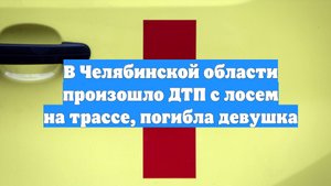 В Челябинской области произошло ДТП с лосем на трассе, погибла девушка
