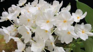 П-16.Ч-12. Дендробиум Farmeri , результат через 30 дней после получения и пересадки из мха.