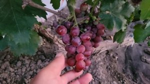 ГФ Винограда ЕГОРКА (Калугин В.М.).