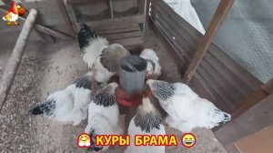 Куры Брама с лохматыми лапами прекрасные несушки (41)