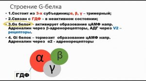 Аденилатциклазная система
