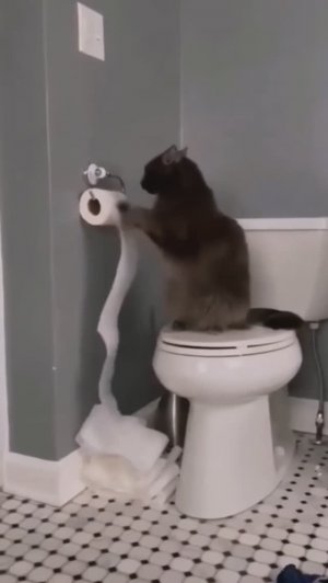 Смешные видео 🙂