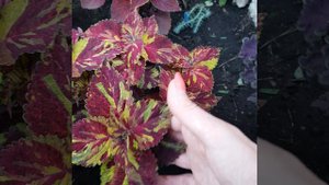 105. Колеус Tess (Тайланд).