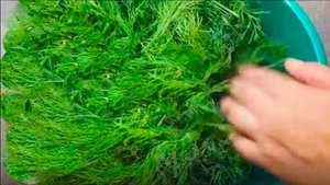 Зелень как свежая на зиму # Как сохранить. Мой проверенный способ! # Зелень на зиму рецепты