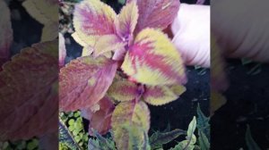 112. Колеус Янтарный мёд.