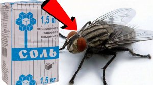 Как избавиться от мух За 3 Секунды.!.!.!!!.!.!