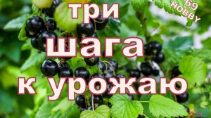 Уход за смородиной после сбора! Закладываем будущий урожай!