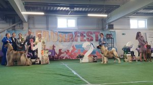 22.06.2025, СПб. Клуб "Фауна" (РКФ, РФЛС). Выставка собак "ФАУНА-ФЕСТ" (САС, ЧРКФ)