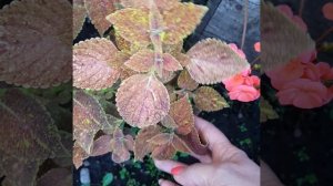 93. Колеус Juicy Lucy.