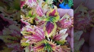 79. Колеус ОL-Русская Парча.