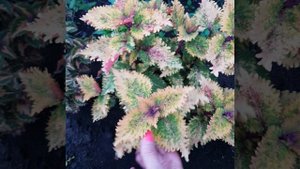 107. Колеус Белый ангел (Тайланд).