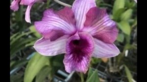 П-16.Ч-13. Ден. King Dragon Pink Stripe  через 30 дней после получения и посадки без корней