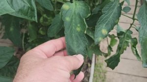 Ужас в теплице! Никогда такого не было! Кладоспориоз!