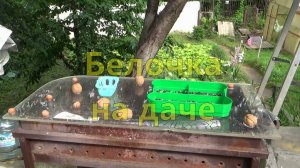 Белочка на даче