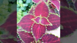 39.  Колеус Рубин Каира ( Rubi II).