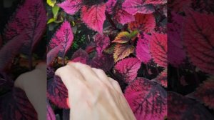 110. Колеус Рафинад ( Тайланд)