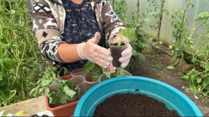 Черенкую ПЕЛАРГОНИИ. Ремонтирую Швейную машинку.