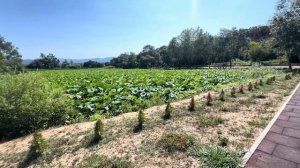 Краснодарский край город Хадыженск лотосы  Россия сегодня 10.08.2025