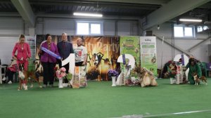 21.06.2025, СПб. Клуб "ДогСити" (РКФ, ОАНКОО). Выставка собак "ДОГСИТИ-ПАТИ-1" (САС, ЧРКФ)