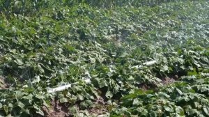 🌾Современные технологии помогают фермерам Китая бороться с засухой