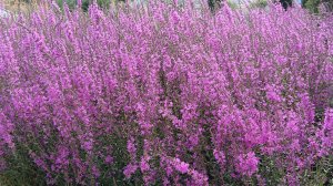 Лето 2025.Июль