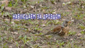 Дрозд Рябинник. Наблюдаем за дроздом. Птицы России. Бёрдвотчинг. Орнитология.