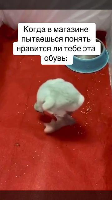 нравится ли обувь #shorts
