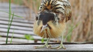 Выпь из литовских болот