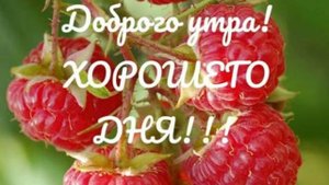 С добрым,летним утром!