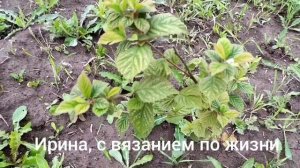 Влог с 4 по 10 августа 2025г