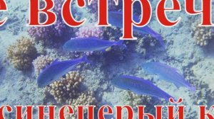 Редкие встречи 6 Тунец синеперый каранкс под музыку Candee Soulchillaz Lily was here