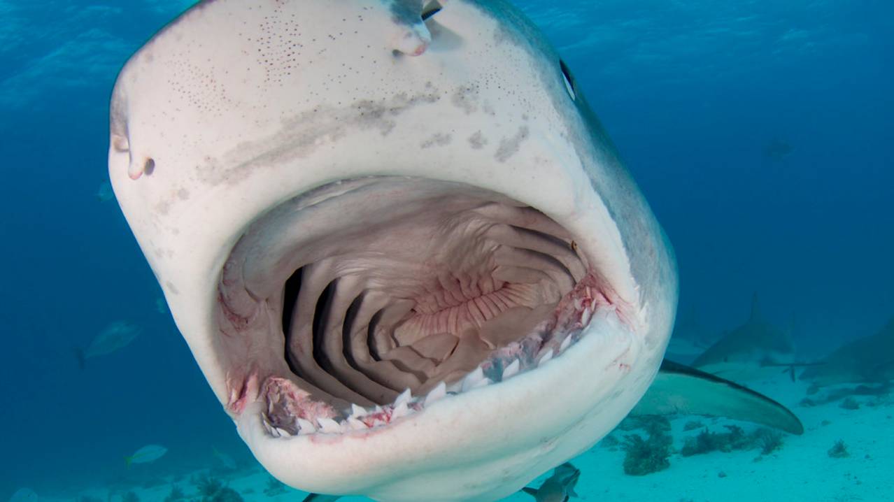 Tiger shark