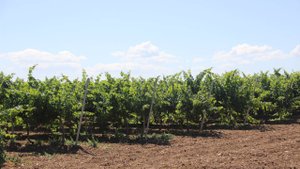 Инвентаризация виноградных насаждений. Крым 24